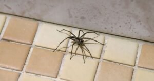 Prevent spider bites with 21p staple kitchen ingredient – natural repellent