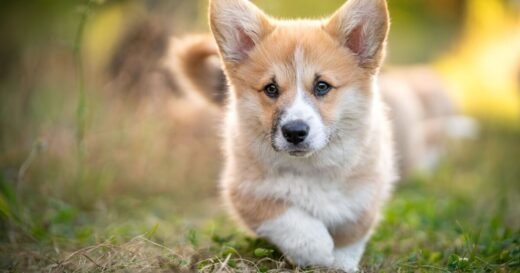 Family offering £60K for someone to feed, walk and befriend their dog