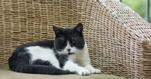 4 signs your cat loves you and doesn’t just tolerate you