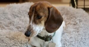 Dog’s ‘cute’ reaction after hearing George Michael’s Careless Whisper