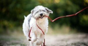 Dog owners urged to stop making 1 common mistake on walk