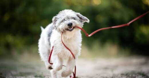 Dog owners urged to stop making 1 common mistake on walk