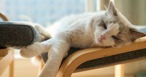 Vet shares sign ‘most owners don’t know’ about cats when guests visit