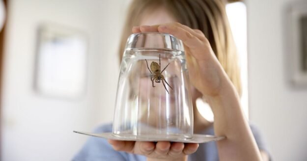 Keep spiders out of your home with 3 natural ingredients