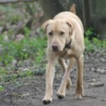 Everything you need to know as dog law changed to include paths and roads