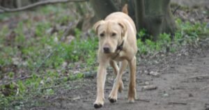 Everything you need to know as dog law changed to include paths and roads