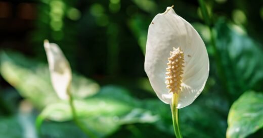 Peace lilies will burst with blooms if 1 cup of scrap kitchen staple poured once a month