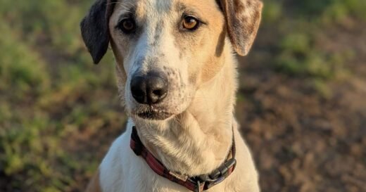'Unwanted' dog returned to kennels after just 12 days for heartbreaking reason