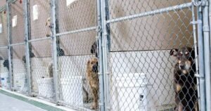 Shelter staff heartbroken after scanning dog’s microchip