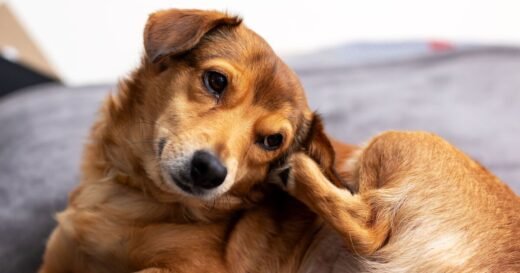 ‘I’m a vet – do 1 thing at home immediately to prevent fleas on dogs’