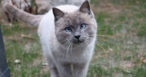 ‘I’m a vet and there’s 5 cat breeds I’d never own as pet’ | UK | News