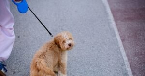 Dog owners could risk £1,000 fine if they ignore key rule from May 1