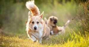 Dog owners urged to be wary of 3 common flowers this April