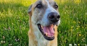 Loveable dog needs caring home after being beaten up in the street