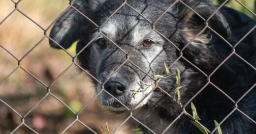 Poor dog looking for home after being returned to kennels again