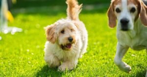 Flea season has pet owners using ‘trusted’ cheaper online treatments