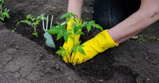 4 seeds all gardeners should sow in April for plentiful crops