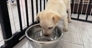 Veterinary nurse issues dog drinking bowl warning