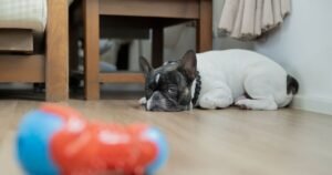 Dog trainer’s top tip to help owners avoid ‘heartbreaking’ pet issue