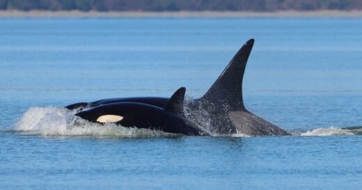 Mysterious pod of killer whales never seen before visits Seattle