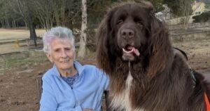 A bond between a grandmother and the dog next door