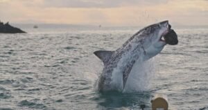 What Happened to the Great White Sharks? | Sunday on 60 Minutes