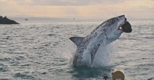 What Happened to the Great White Sharks? | Sunday on 60 Minutes