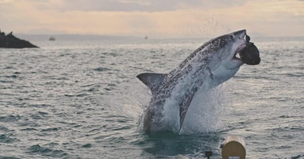 What Happened to the Great White Sharks? | Sunday on 60 Minutes