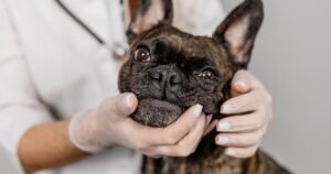 Can’t afford a vet visit? Consider doing these 6 things