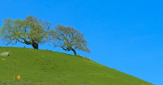 Nature: Oak trees in California