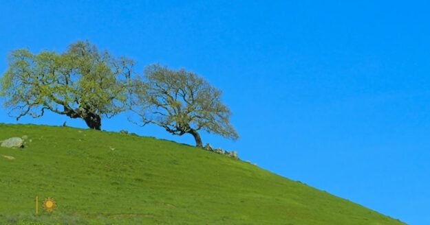 Nature: Oak trees in California