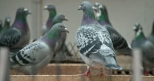 Fowl play: The criminals stealing elite racing pigeons