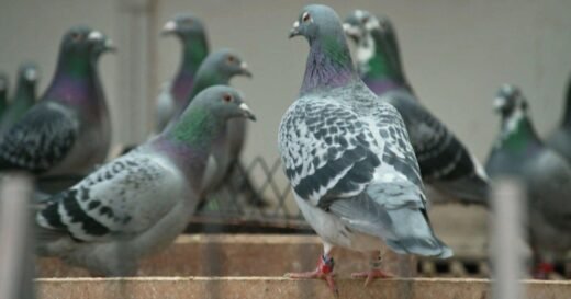 Fowl play: The criminals stealing elite racing pigeons