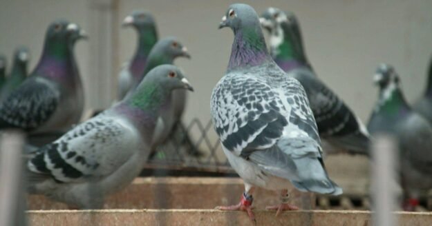 Fowl play: The criminals stealing elite racing pigeons