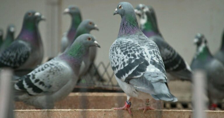 Fowl play: The criminals stealing elite racing pigeons