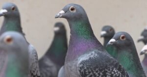 The Pigeon Mafia: How high-priced pigeons became an organized crime target | 60 Minutes
