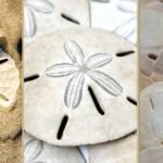 On the hunt for sand dollars