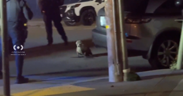 “Irving” the sea lion wanders into San Francisco’s Outer Sunset neighborhood