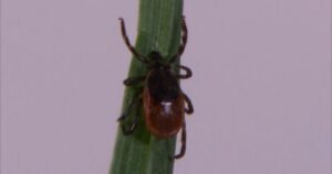 2026 expected to be another bad year for ticks