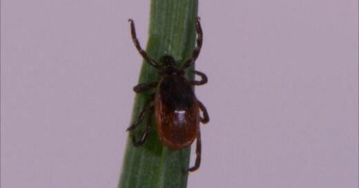 2026 expected to be another bad year for ticks