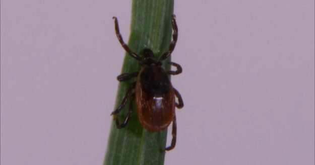 2026 expected to be another bad year for ticks
