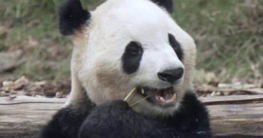 Exclusive look at Chinese pandas preparing for trip to America
