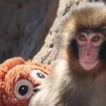 2 men detained after break-in at enclosure of ‘Punch’ the monkey
