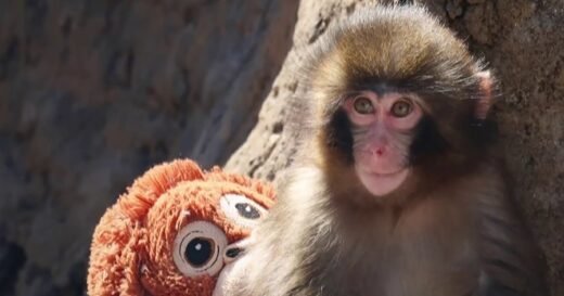2 men detained after break-in at enclosure of ‘Punch’ the monkey