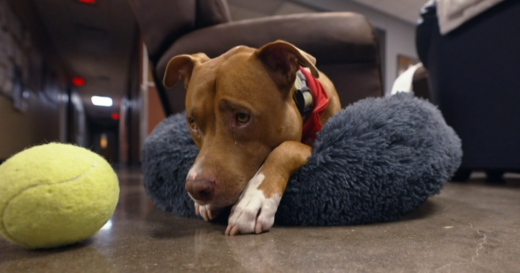 When a Texas man was forced to give up his dog, a fire station gave him a home: “You could tell he’s been loved”
