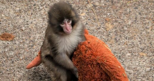 2 arrested after person breaks into Punch the monkey enclosure in Japan, zoo says