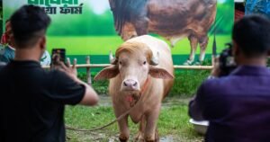 Buffalo named ‘Donald Trump’ is spared Eid sacrifice after viral fame in Bangladesh