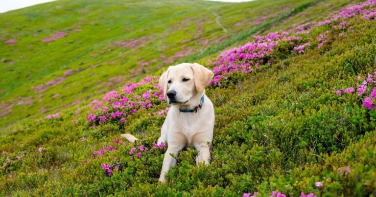 Dogs Trust issues urgent new ‘disease spread’ alert ahead of weekend