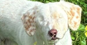 Dog nobody wants to rehome because he doesn’t have any eyes