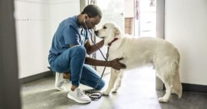 Vet warns owners could be shortening their pets’ lives